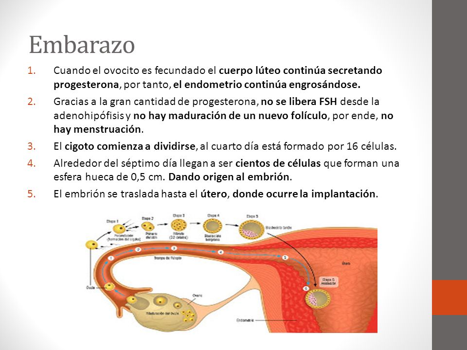 Cuerpo luteo en el embarazo Cuerpo luteo en el embarazo
